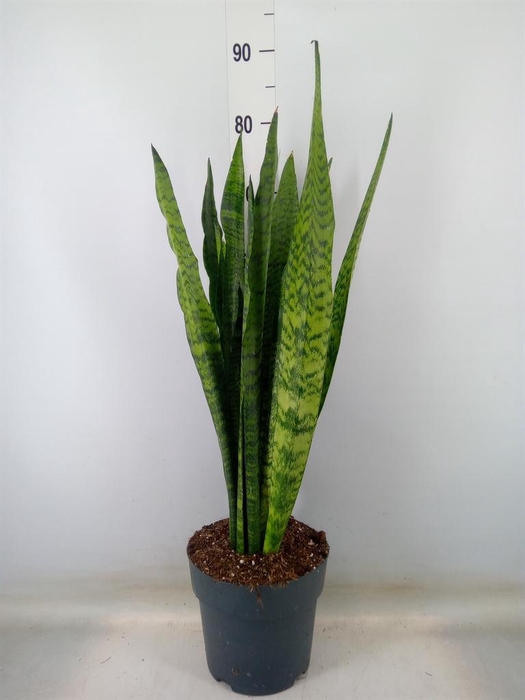 <h4>Sansevieria zeylanica</h4>