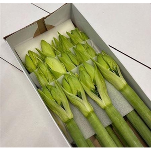 HIPP HVID HELE KASSEN