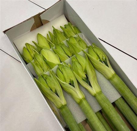 <h4>HIPP HVID HELE KASSEN</h4>