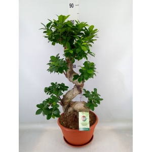 Ficus microcarpa 'Ginseng'