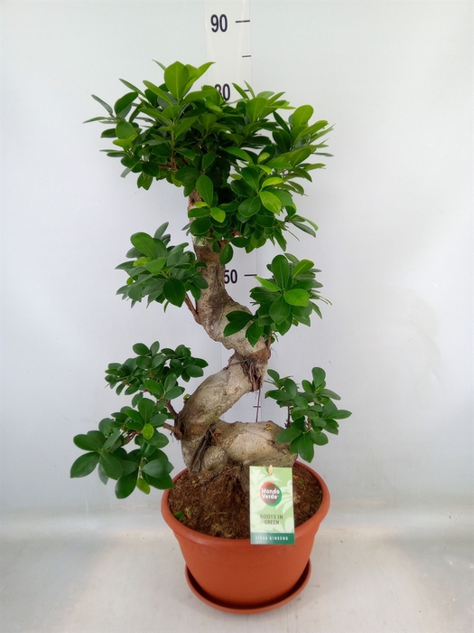 <h4>Ficus microcarpa 'Ginseng'</h4>