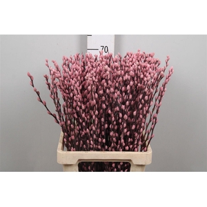 Salix Ov Klb Light Pink