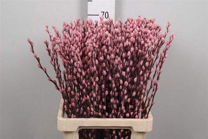 <h4>Salix Ov Klb Light Pink</h4>