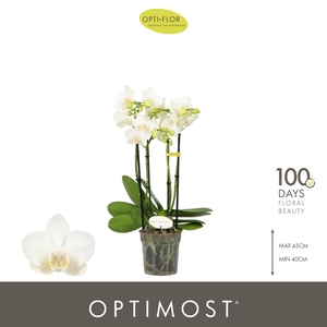 Optimost Amabilis Starrion 4 spike