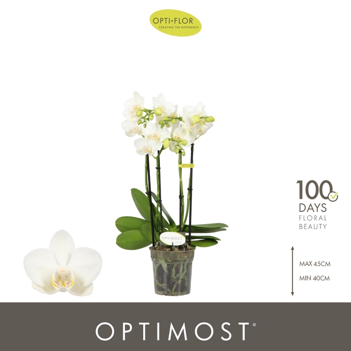 <h4>Optimost Amabilis Starrion 4 spike</h4>