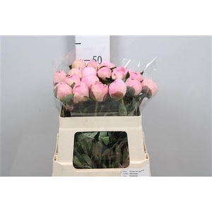 Paeonia Gardenia | Heavy Quality