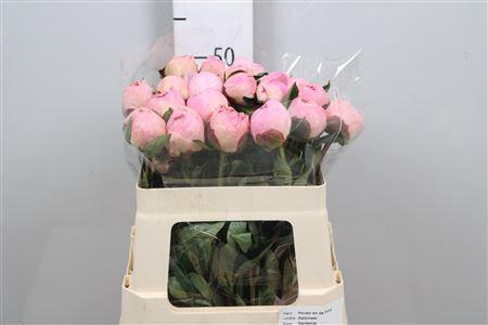 <h4>Paeonia Gardenia | Heavy Quality</h4>