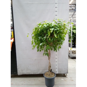 Ficus benja. 'Exotica'