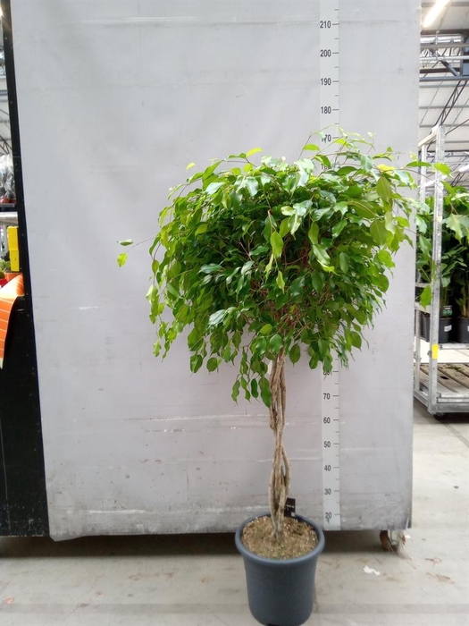 <h4>Ficus benja. 'Exotica'</h4>
