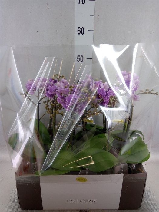 <h4>Phalaenopsis multi. 'Violet Queen'</h4>