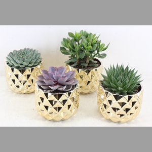 arr3 OV - Ker. Las vegas x4