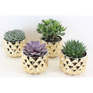 arr3 OV - Ker. Las vegas x4