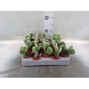Opuntia microdasys 'Albispina'