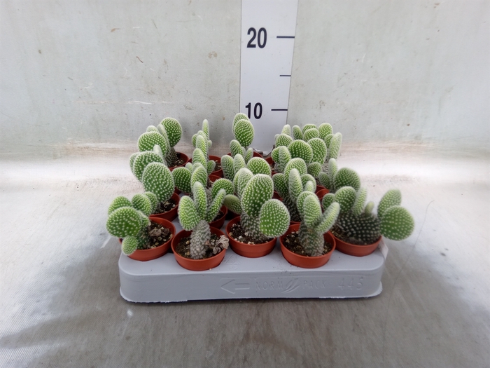 <h4>Opuntia microdasys 'Albispina'</h4>