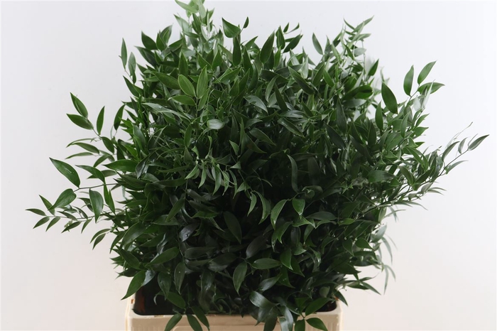 <h4>Ruscus Medium 150gr P Bunch</h4>