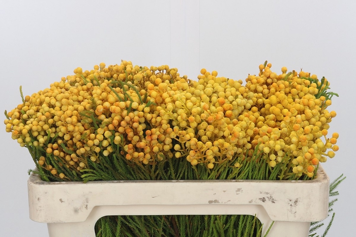 Kaaps Groen Lanug. yellow