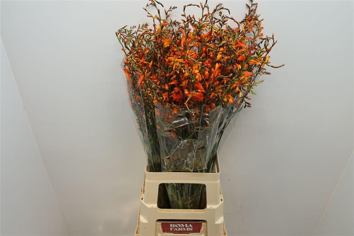 <h4>Crocosmia Lucifer</h4>