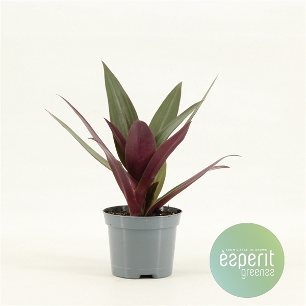 <h4>Tradescantia Purple Passion</h4>