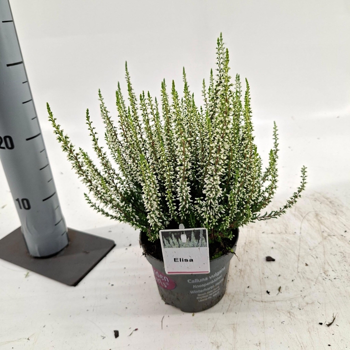 <h4>Calluna vulg. 'Elisa' (gg) PBR</h4>