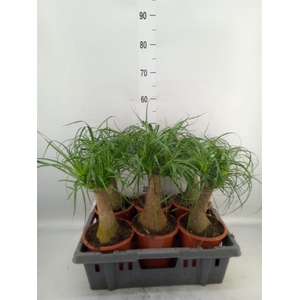 Beaucarnea recurvata