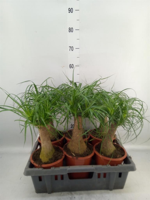 <h4>Beaucarnea recurvata</h4>