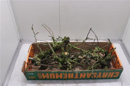 <h4>Perenhout Doos</h4>