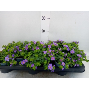 Sutera  'Blue Showers'