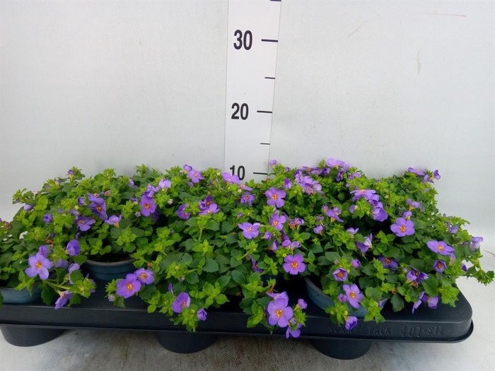 <h4>Sutera  'Blue Showers'</h4>