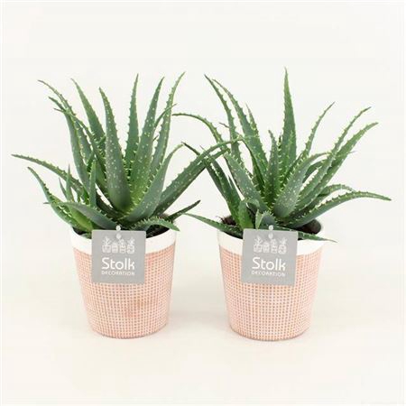 <h4>Aloe Arborescens In Terracotta</h4>