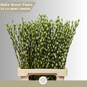 SALIX  SN FLA KLB H%