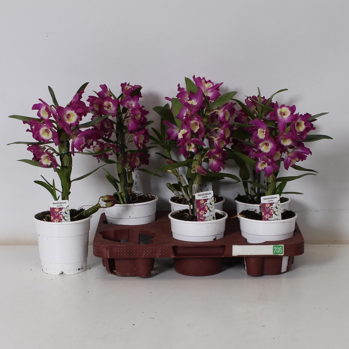 <h4>DEND NOBILE</h4>