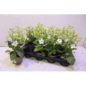 arr8 Nicotiana Ov White