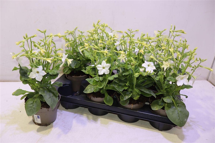 <h4>arr8 Nicotiana Ov White</h4>