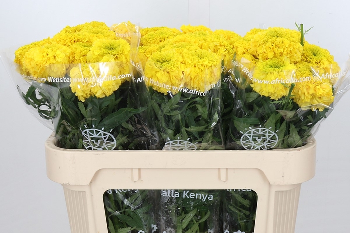 <h4>Tagetes Marigold Promise Yellow</h4>