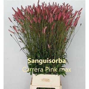 Sanguisorba Of Pink Tanna
