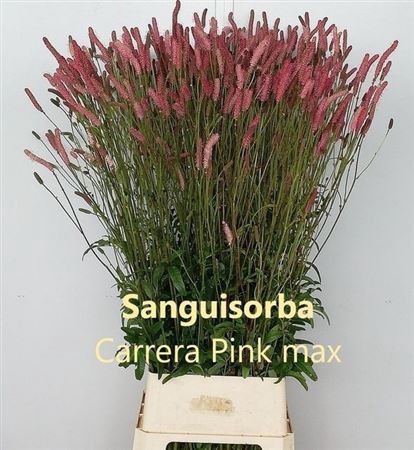 <h4>Sanguisorba Of Pink Tanna</h4>