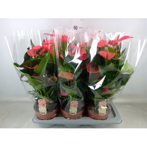 Anthurium andr. 'Melito'
