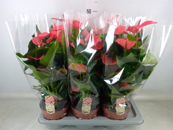 <h4>Anthurium andr. 'Melito'</h4>