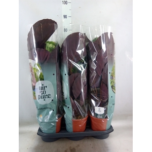 Calathea  'Mysty'