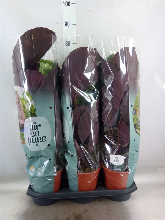 <h4>Calathea  'Mysty'</h4>