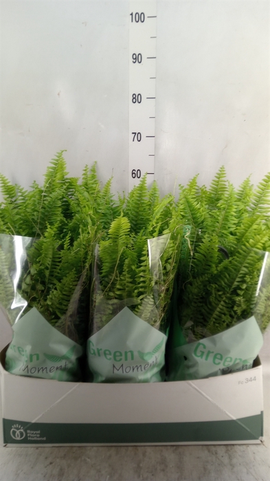 Nephrolepis exal. 'Green Moment'