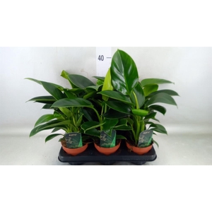 Philodendron 'Green Princess'