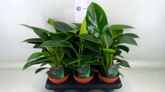 <h4>Philodendron  'Green Princess'</h4>