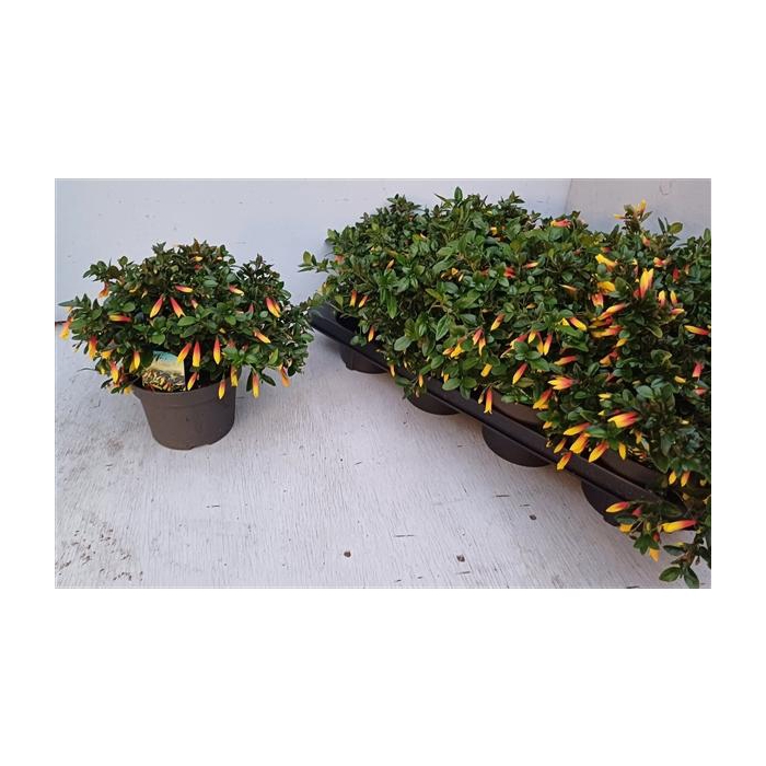 <h4>Jacobinia pauciflora</h4>