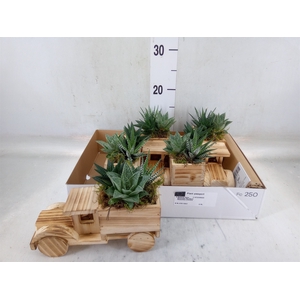 Arr.   Kamerplant Groen L%