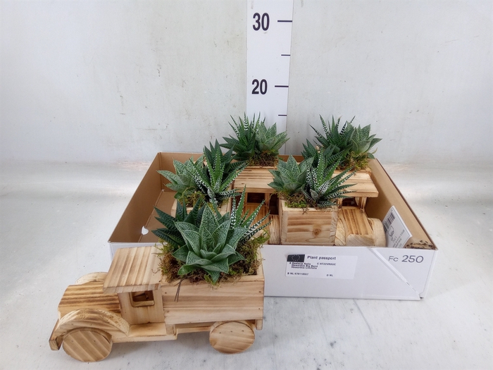 <h4>Arr.   Kamerplant Groen L%</h4>