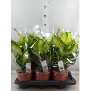 Dieffenbachia  'Summer Style'