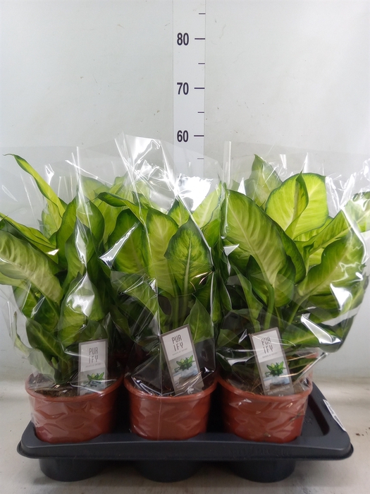 <h4>Dieffenbachia  'Summer Style'</h4>