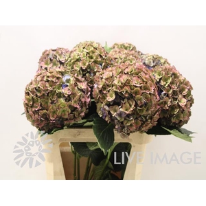 Hydrangea royal anastasia classic