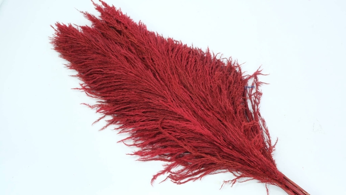 <h4>Dried Cortaderia Sacuara Red</h4>